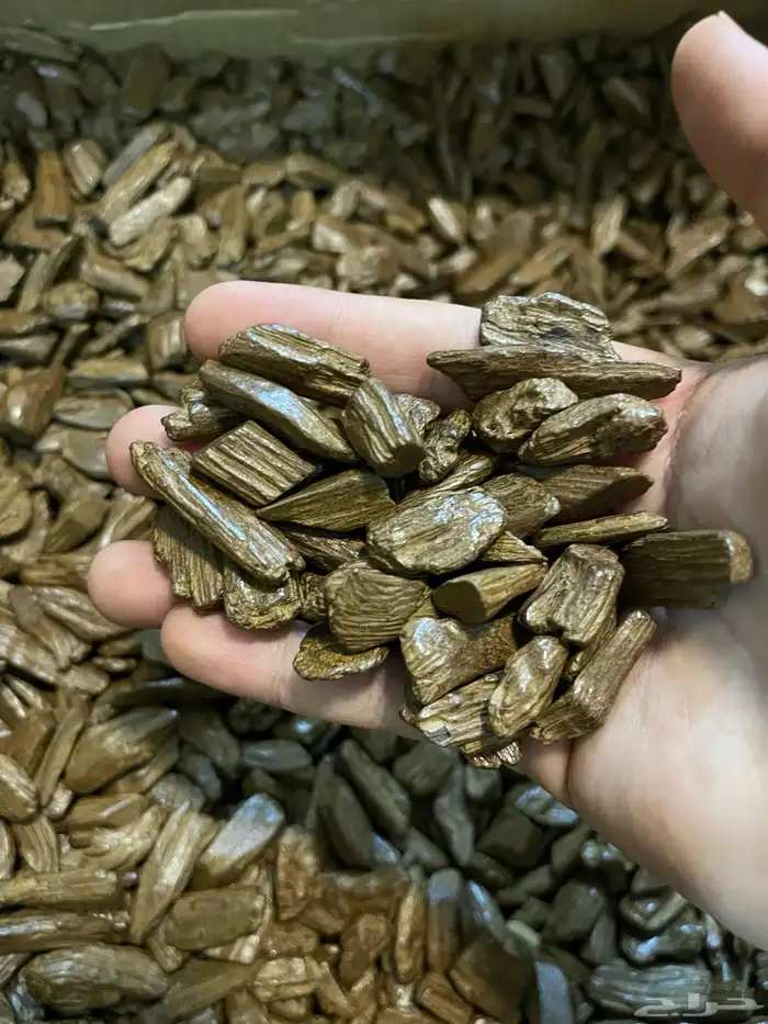 عود مروكي طبيعي محسن دقه 2