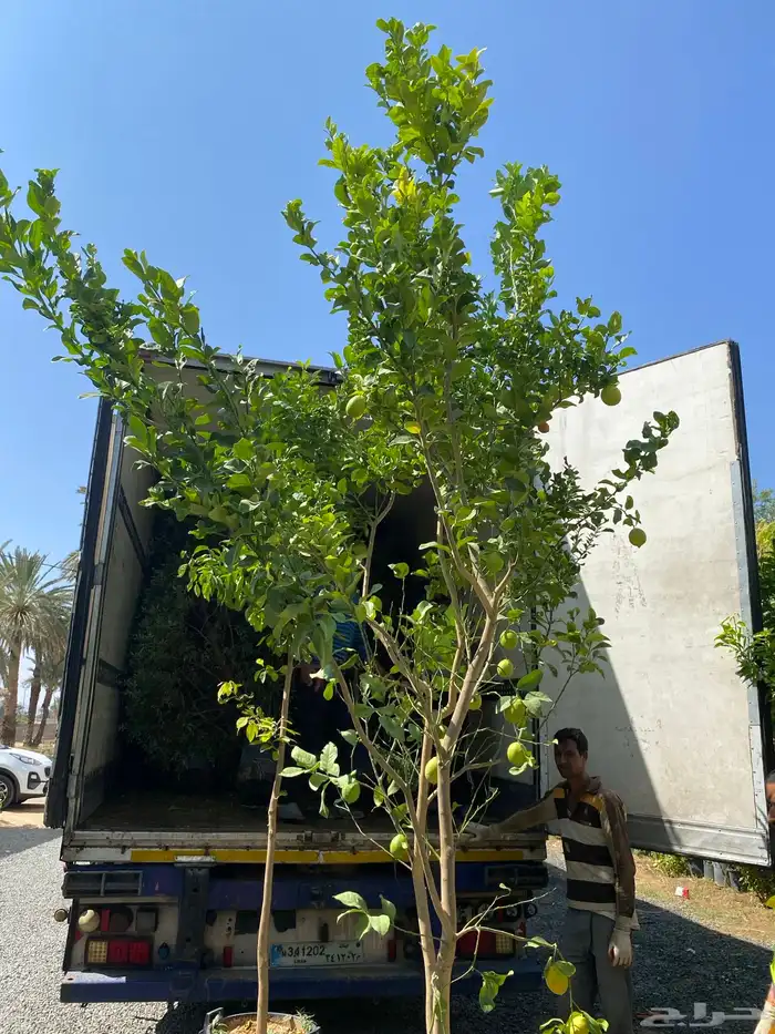 مزارع الجزيرة الخضراء 23
