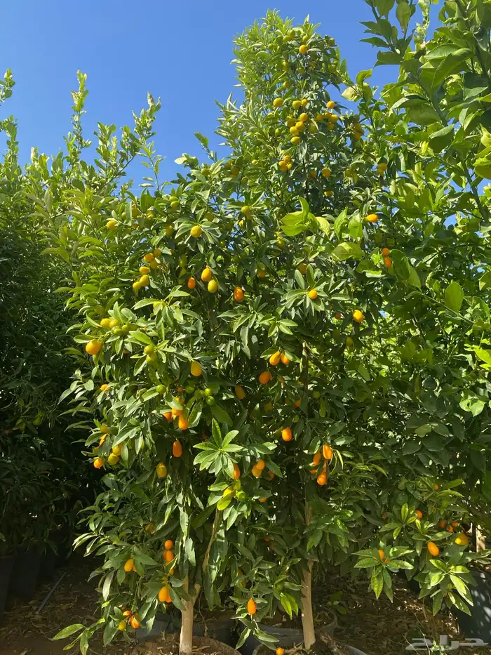مزارع الجزيرة الخضراء 10