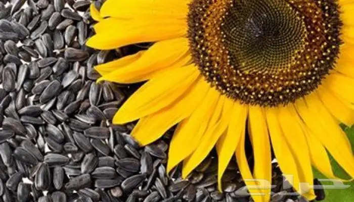 مستلزمات طيور زينة نوادر 59