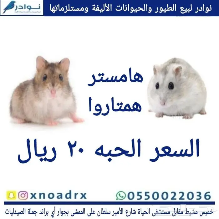 سرلاك فرسل لاقا وستاكوس وحب طيور زينة 25