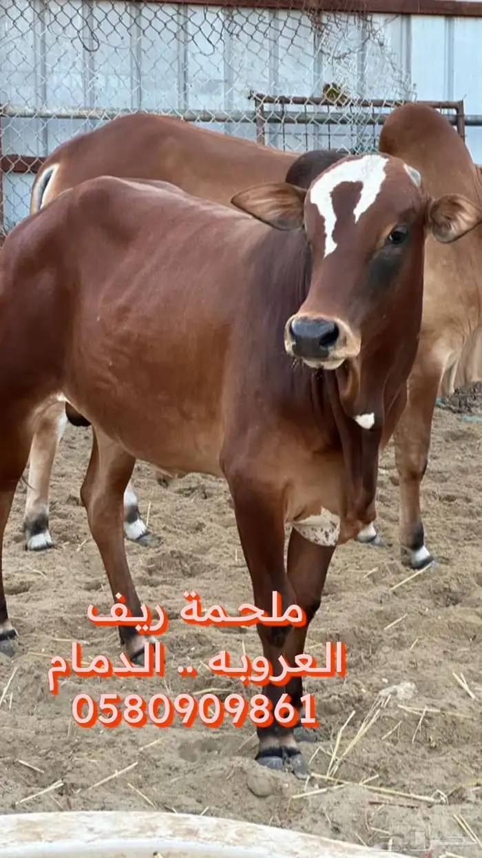 بقر بلدي 1
