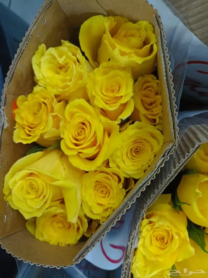 جوري احمر اسعار جمله 8