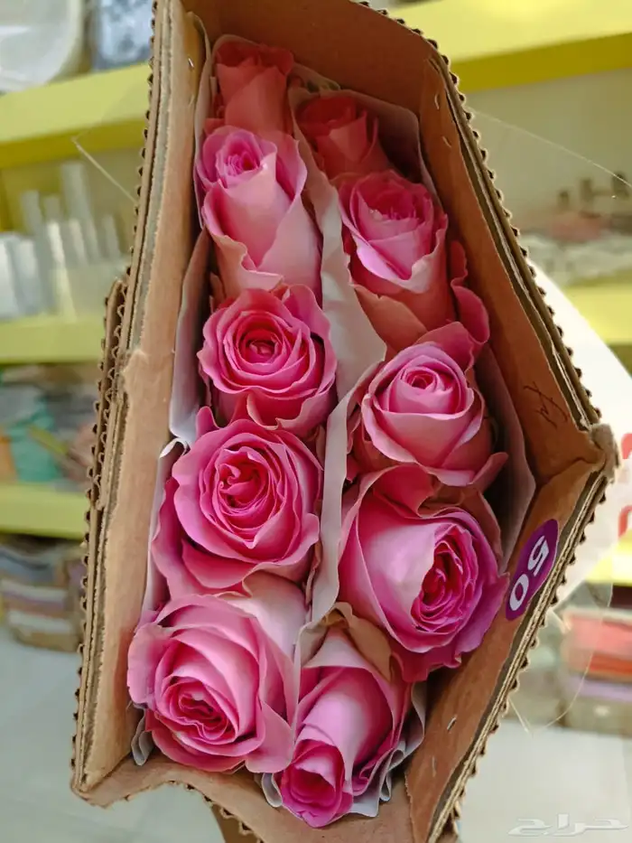 جوري احمر اسعار جمله 9