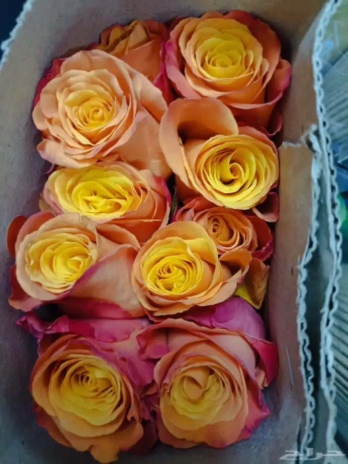 جوري احمر اسعار جمله 4