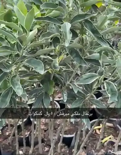 مشتل الاكليل 14