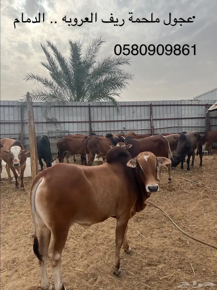 بقر بلدي 2