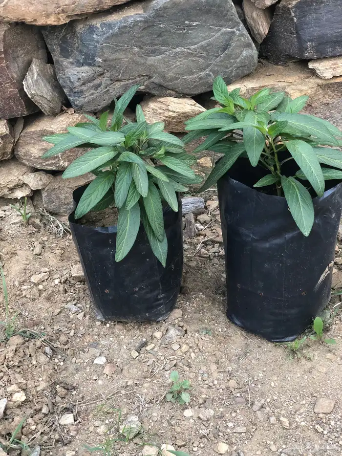 نبات فاكهة ببينو 3