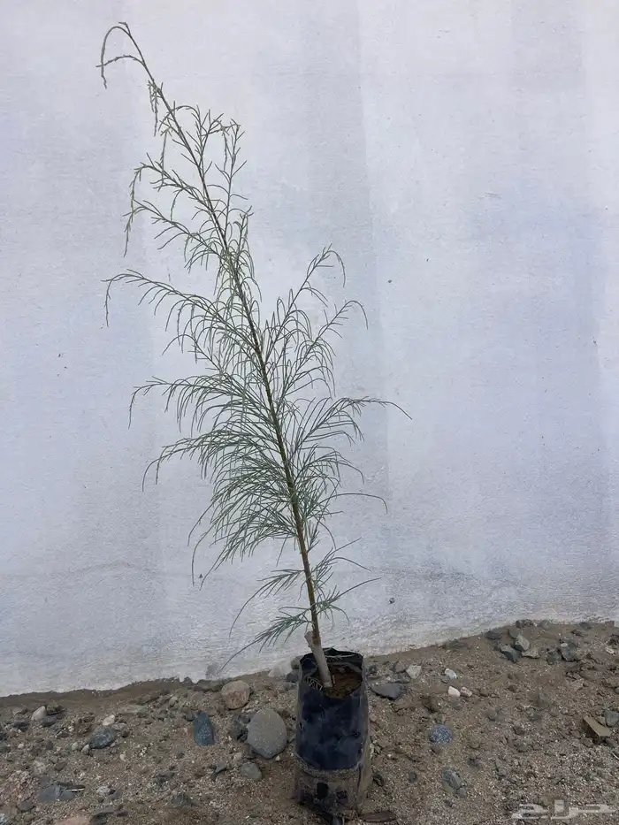 اثل بلدي طلح نجدي سلم اليسر بان عربي 6