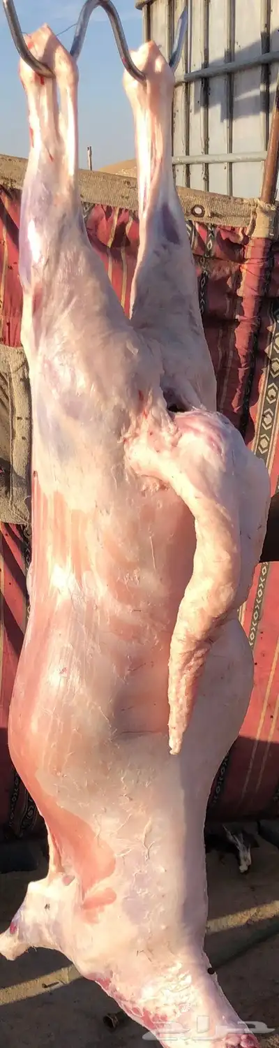 ذبايح سواكن للبيع 1