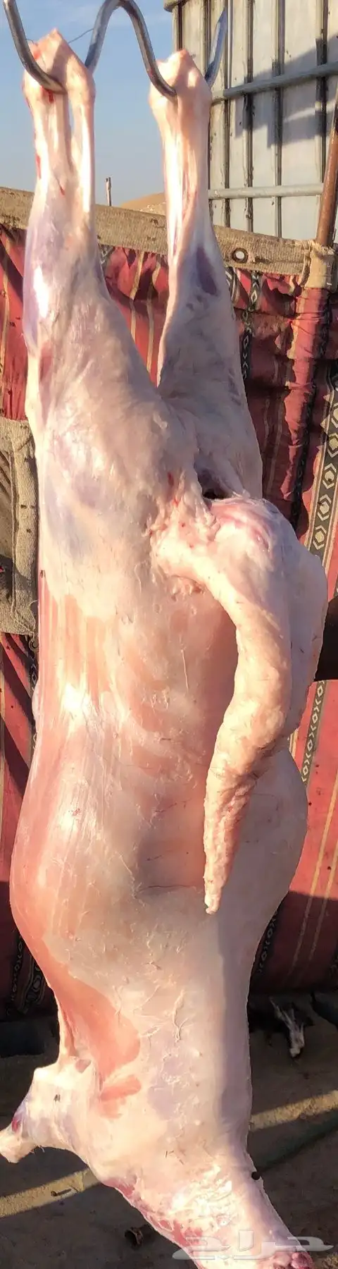 ذبايح سواكن للبيع 1