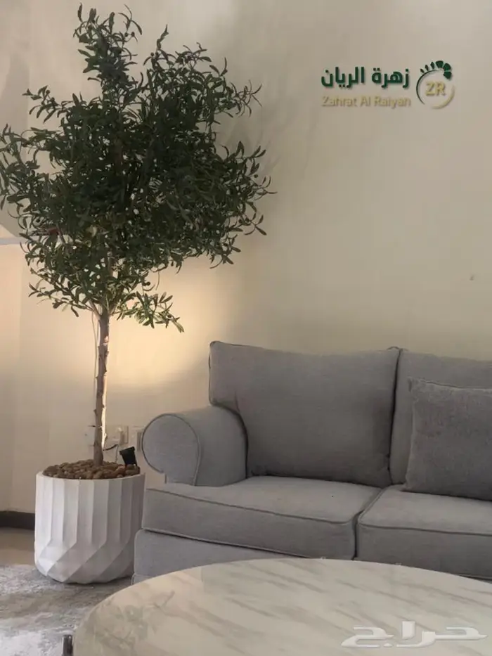 اشجار الزيتون الصناعي والطبيعة المميزة 0