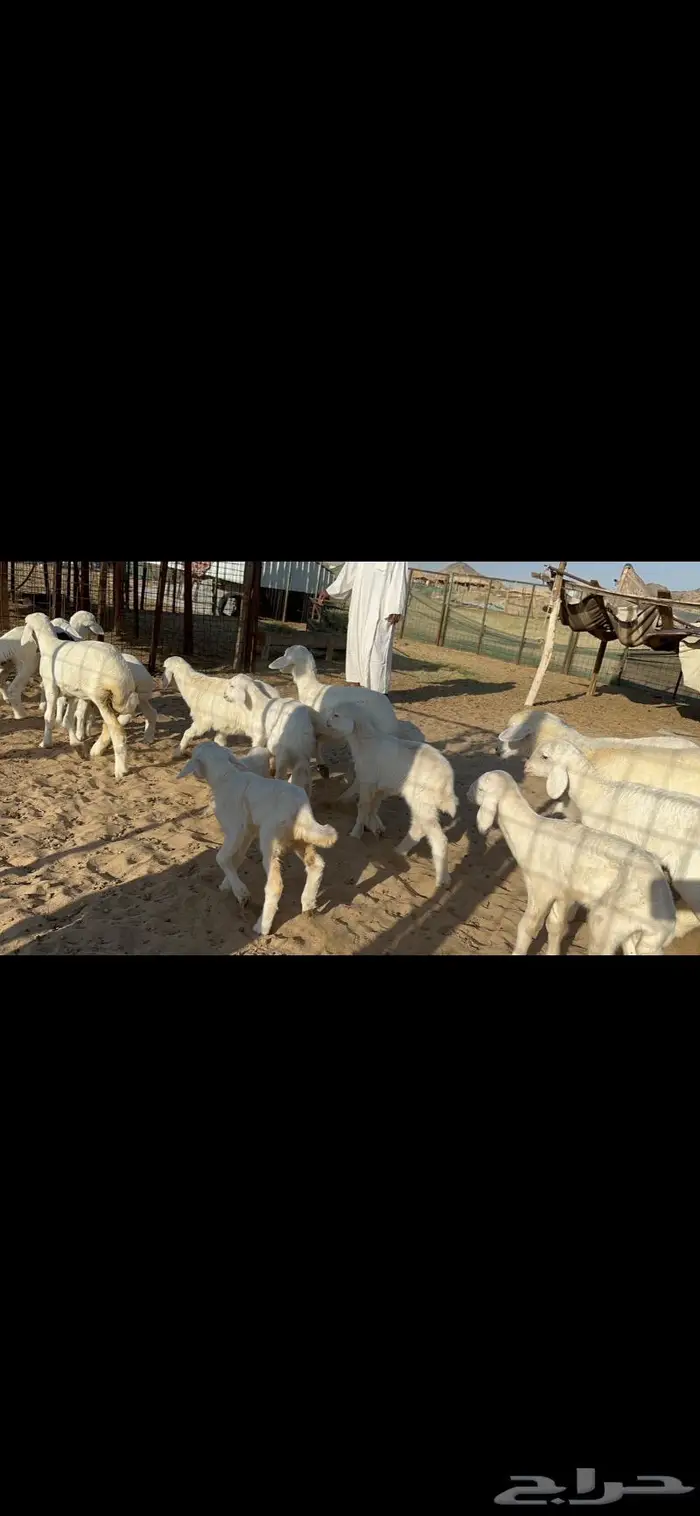 غنم خلفات طيبها عددها 22 وتحتها 22 0