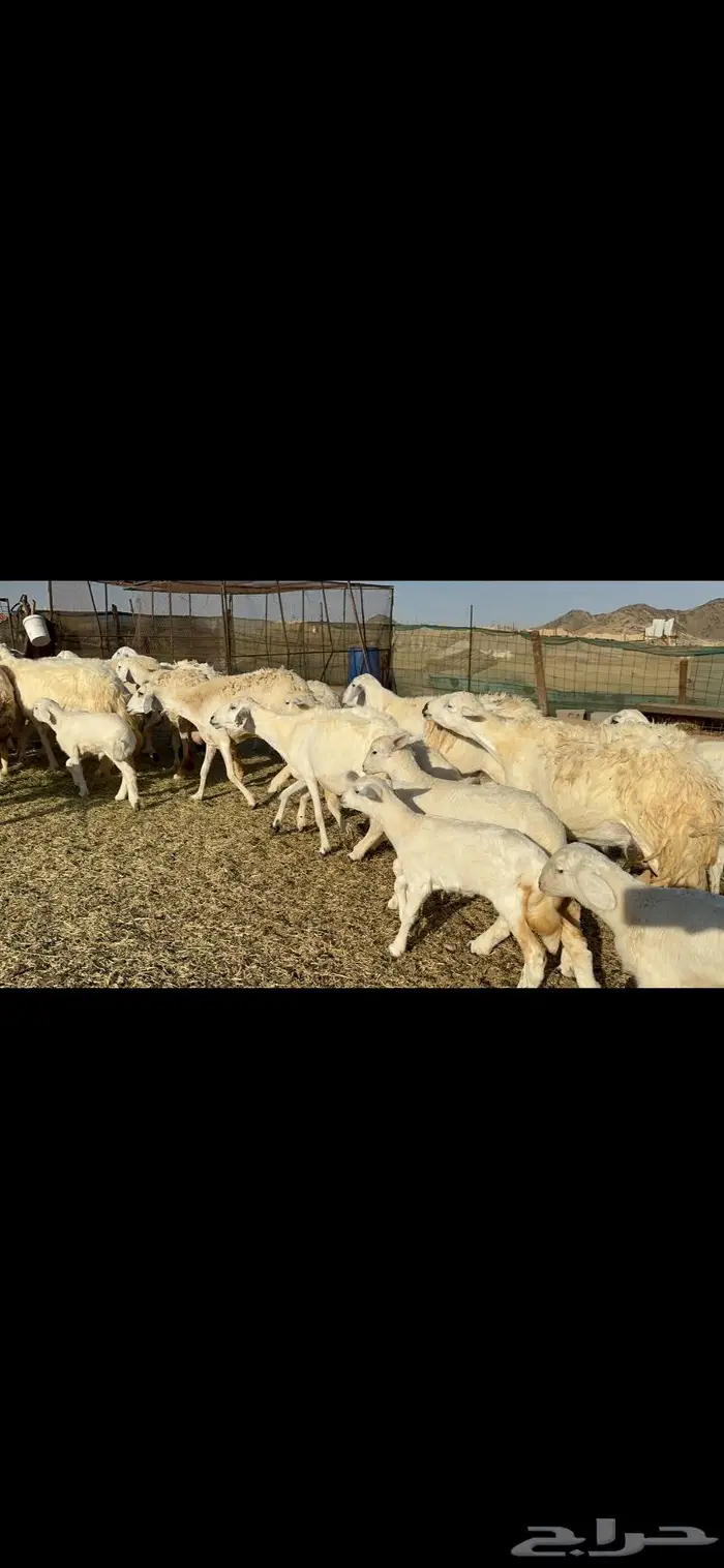 غنم خلفات طيبها عددها 22 وتحتها 22 1