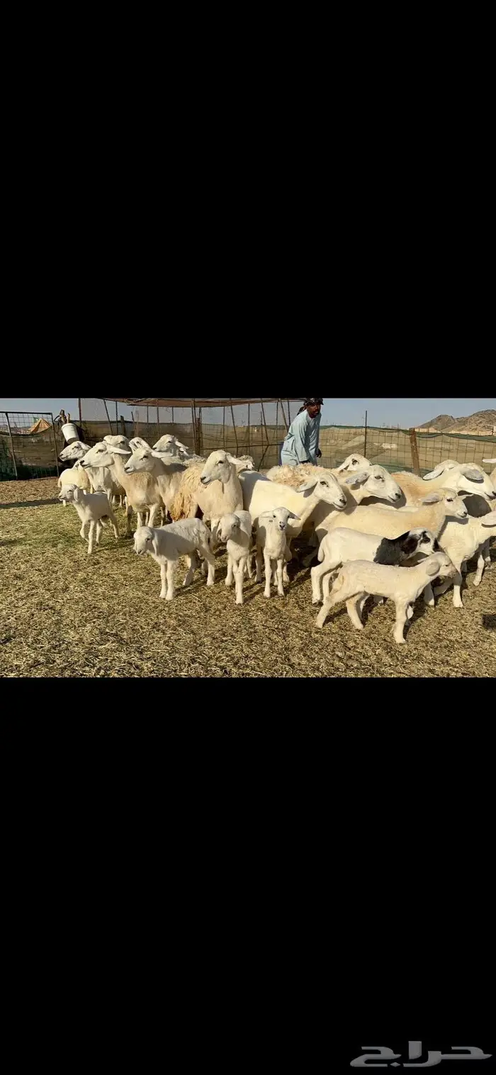 غنم خلفات طيبها عددها 22 وتحتها 22 4