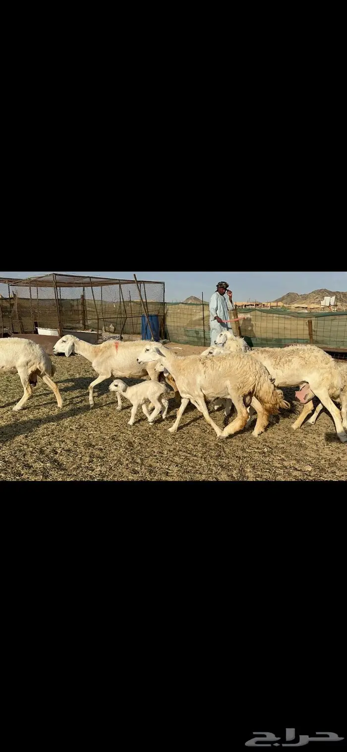 غنم خلفات طيبها عددها 22 وتحتها 22 5