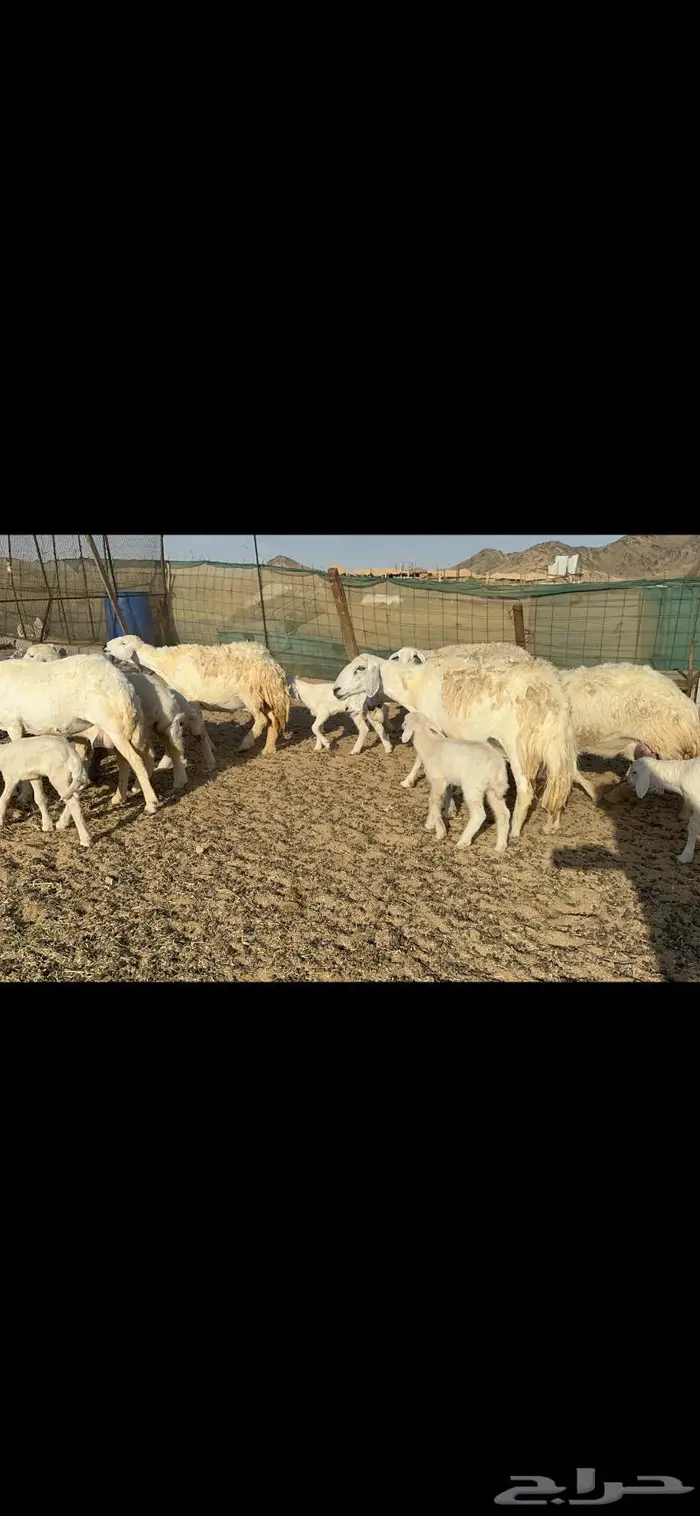 غنم خلفات طيبها عددها 22 وتحتها 22 7