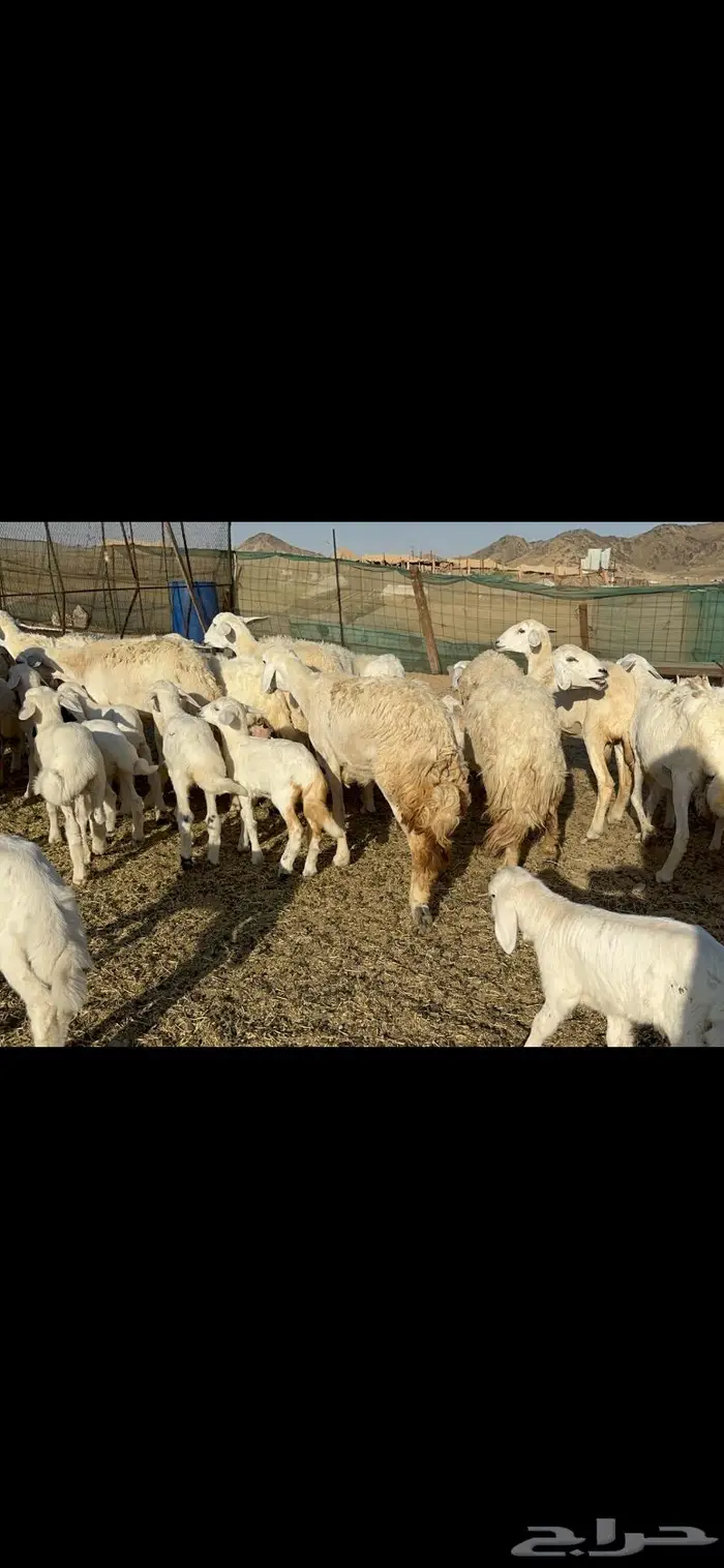 غنم خلفات طيبها عددها 22 وتحتها 22 8