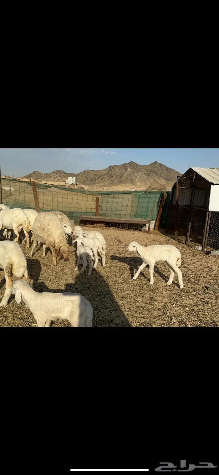 غنم خلفات طيبها عددها 22 وتحتها 22 9