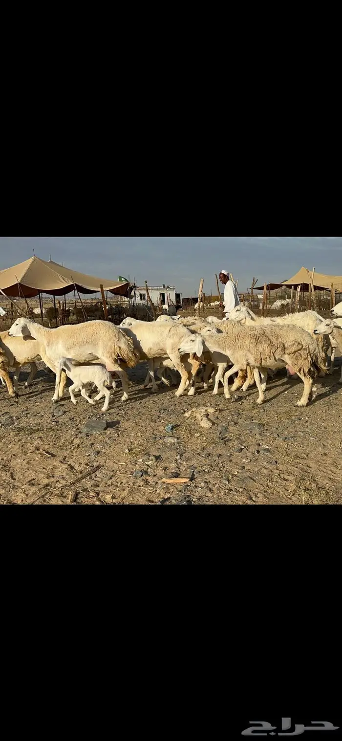 غنم خلفات طيبها عددها 22 وتحتها 22 10