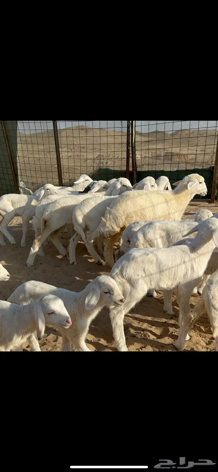 غنم خلفات طيبها عددها 22 وتحتها 22 11