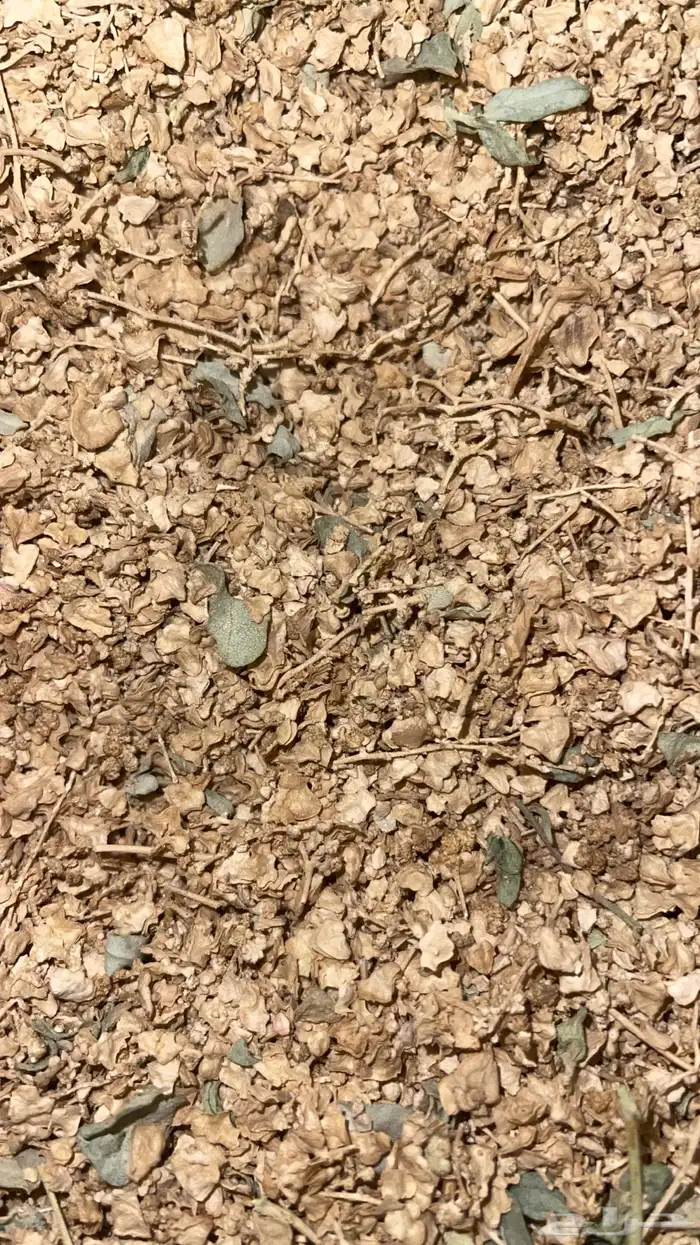 بذور رغل ملحي 0