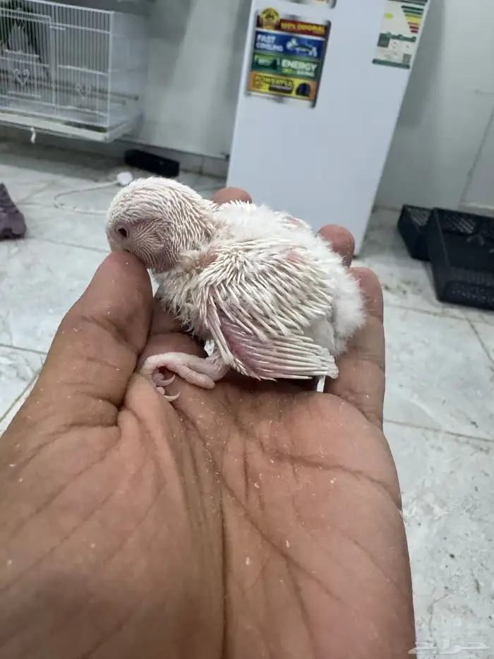 فروخ روز البينو وباليد 1