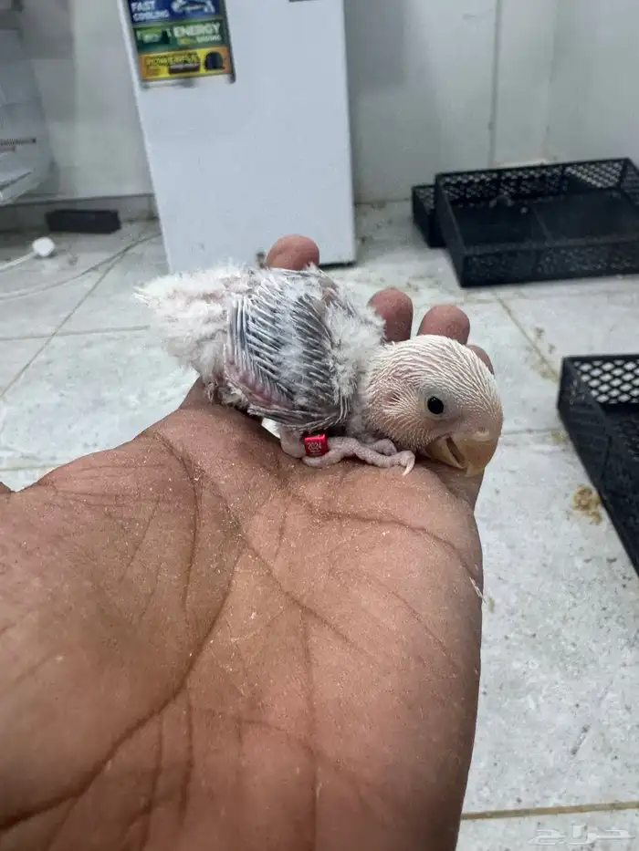 فروخ روز البينو وباليد 0