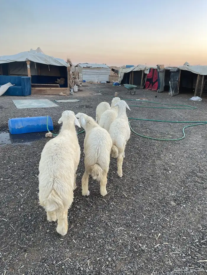 اطلب ذبيحتك والتوصيل مجاني 6