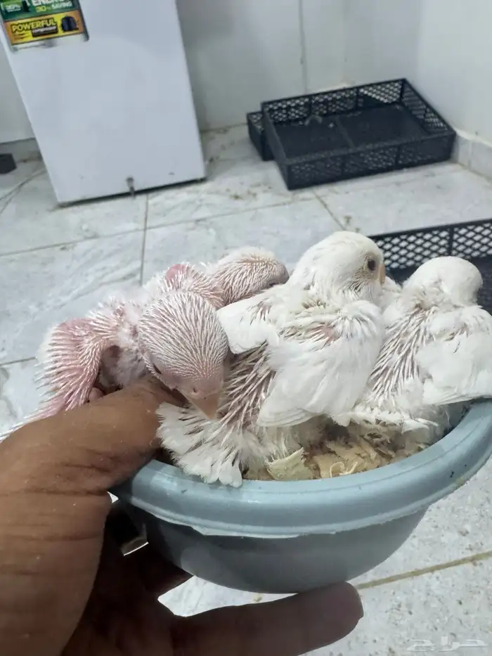 فروخ روز البينو وباليد 5