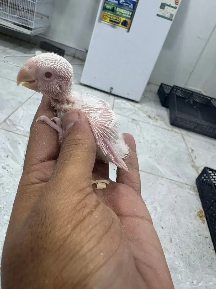 فروخ روز البينو وباليد 2