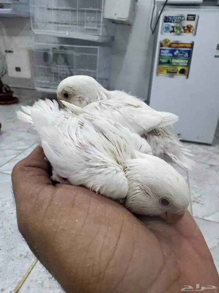 فروخ روز البينو وباليد 4