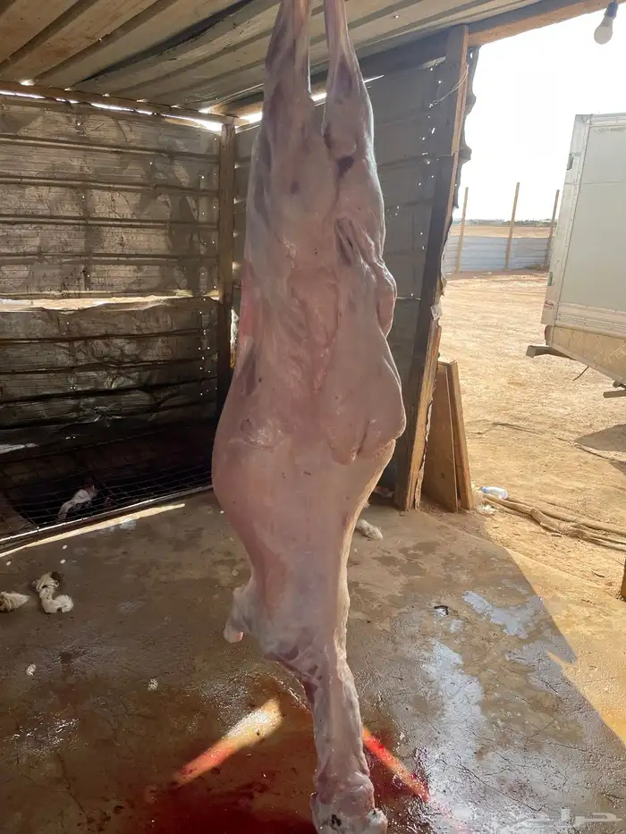 اطلب ذبيحتك والتوصيل مجاني 23