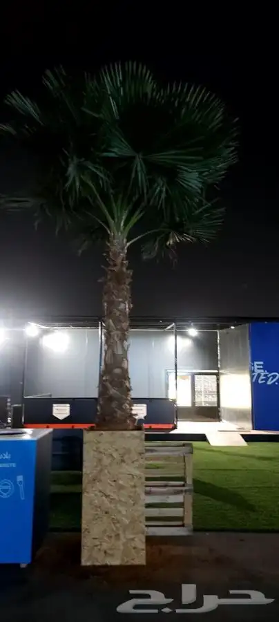 نخل واشنطني زينه للبيع 2