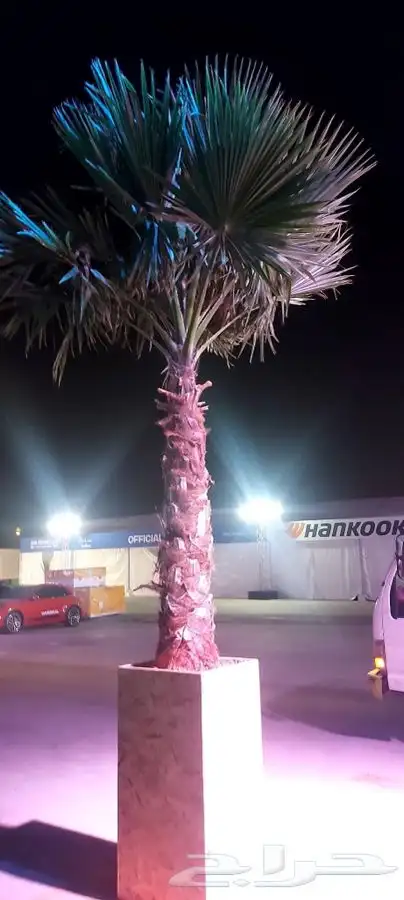 نخل واشنطني زينه للبيع 1