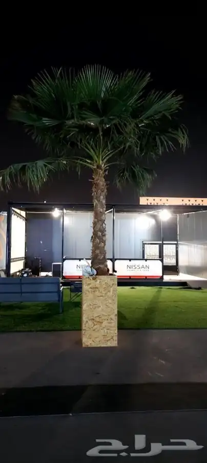 نخل واشنطني زينه للبيع 3