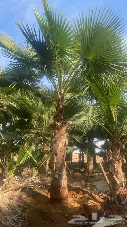 نخل واشنطني زينه للبيع 8