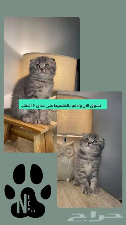 سكوتش فولد كيتن للبيع شيرازي قطط تابي قطط تمارا قطط اقساط 1