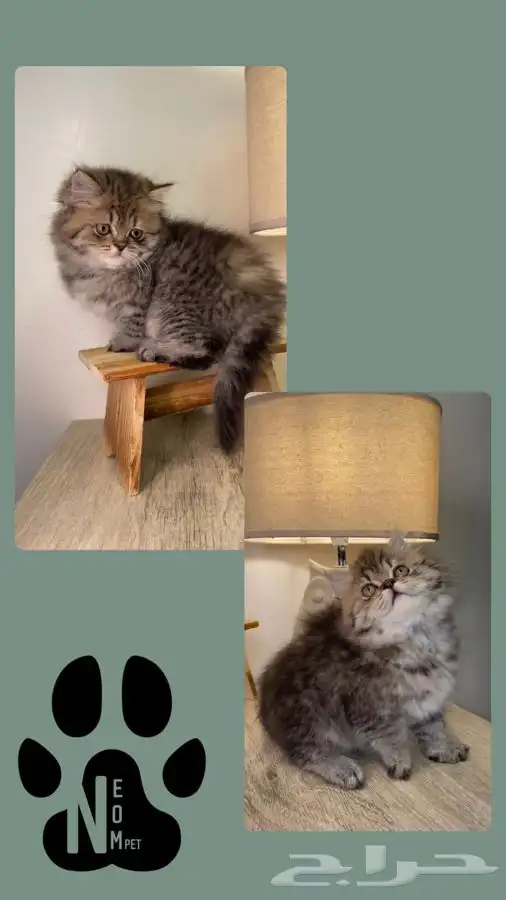 سكوتش فولد كيتن للبيع شيرازي قطط تابي قطط تمارا قطط اقساط 4