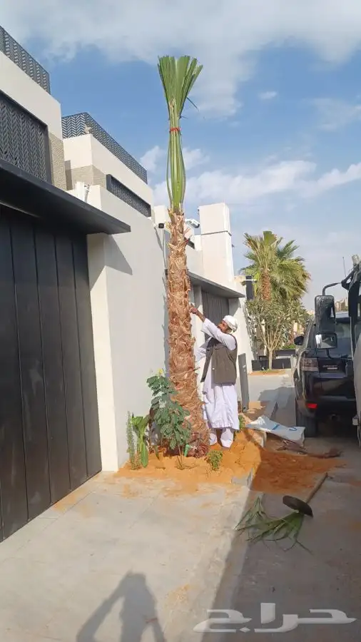 نخل واشنطني زينه للبيع 7