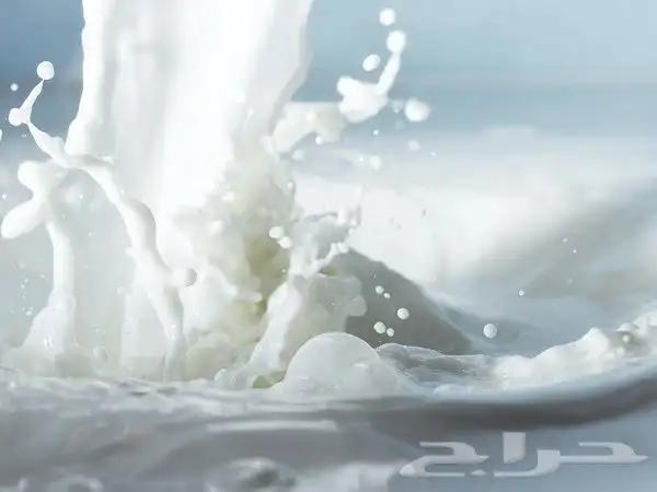 يوجد حليب بقر كميات كبيره وسعر مناسب الموقع الزلفي 3
