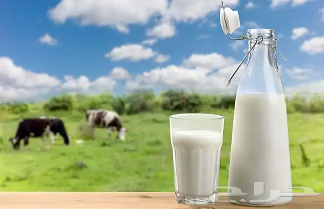 يوجد حليب بقر كميات كبيره وسعر مناسب الموقع الزلفي 0
