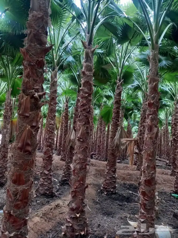 نخل واشنطني زينه للبيع 10