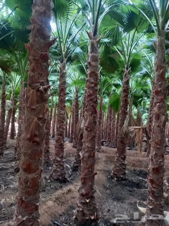 نخل واشنطني زينه للبيع 9