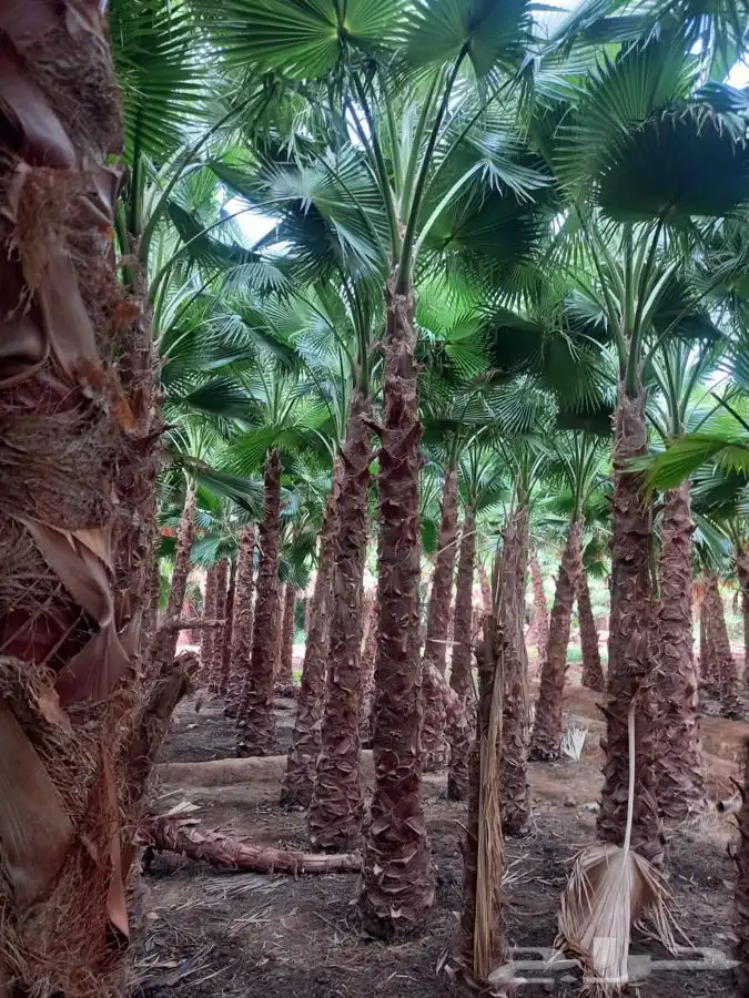 نخل واشنطني زينه للبيع 11