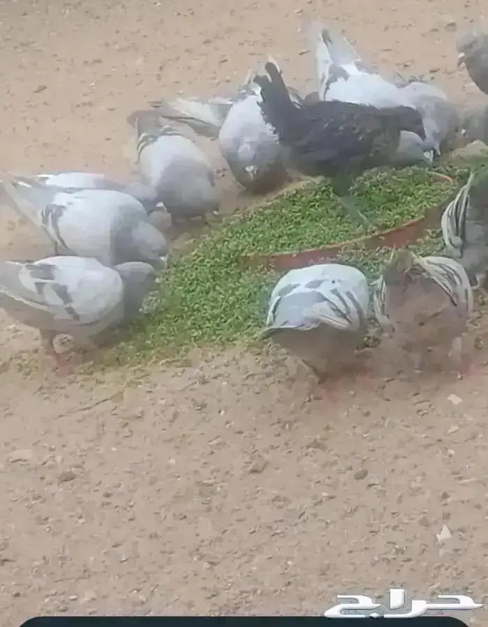 ازولا علف للحلال الطيور والأغنام شبه مجاني 2