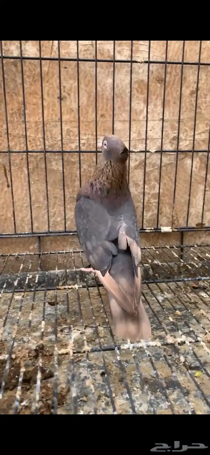 حمام ايراني 4