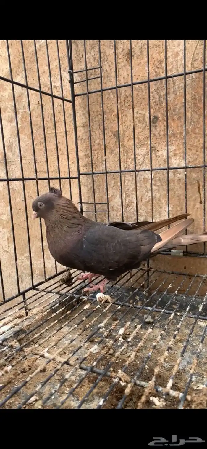 حمام ايراني 3