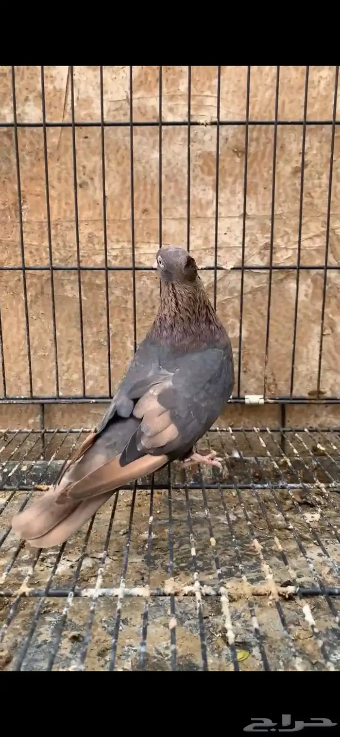 حمام ايراني 2