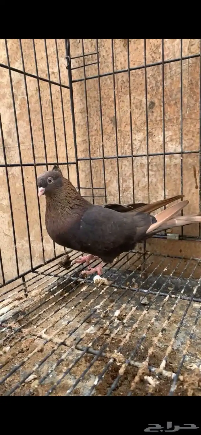 حمام ايراني 0